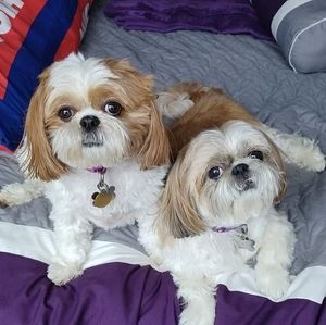 Meet your Posher, Diane